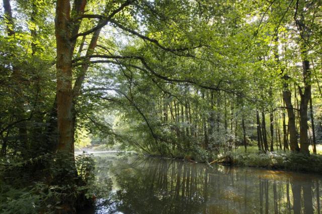 Le Spreewald : la forêt de la Spree, escapade nature depuis Berlin